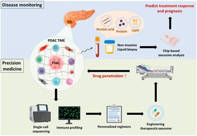 Culprits of PDAC resistance to gemcitabine and immune checkpoint inhibitor: Tumour microenvironment components